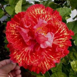 Tahitian Fire Ball - Seminte hibiscus tropical de Moorea octombrie 2017