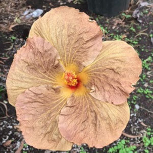 Topaz Glory - Seminte hibiscus tropical de Moorea octombrie 2017