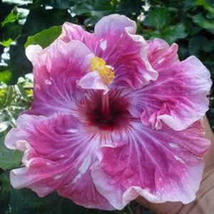 Moorea Memory of July - Seminte hibiscus tropical de Moorea octombrie 2017