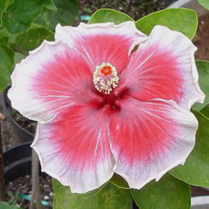 Moorea Bibop - Seminte hibiscus tropical de Moorea octombrie 2017