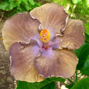 GMMA Captain Barbossa - Seminte hibiscus tropical de Moorea octombrie 2017