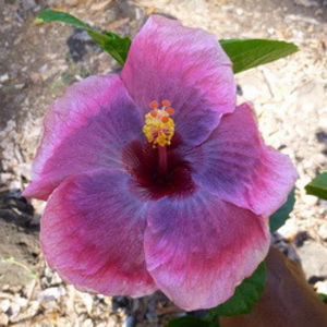 Moorea Portrayal - Seminte hibiscus tropical de Moorea octombrie 2017