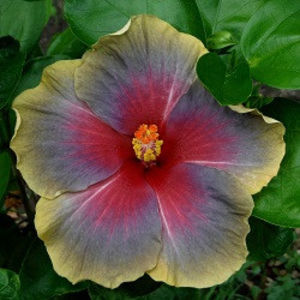 WMMA Queen Ana of Romania - Seminte hibiscus tropical de Moorea octombrie 2017