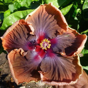 Moorea Vaireva Sophistique [Not Registered] - Seminte hibiscus tropical de Moorea octombrie 2017