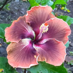 GMMA Lethal - Seminte hibiscus tropical de Moorea octombrie 2017