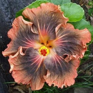 Moorea Timeri Beauty - Seminte hibiscus tropical de Moorea octombrie 2017
