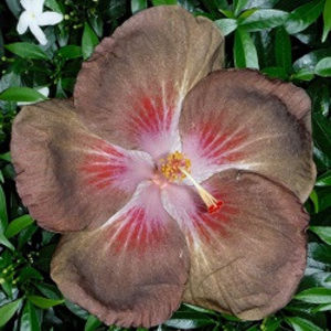 UMMA Sleeping Murder - Seminte hibiscus tropical de Moorea octombrie 2017