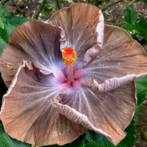 JMMA Fear Street - Seminte hibiscus tropical de Moorea octombrie 2017