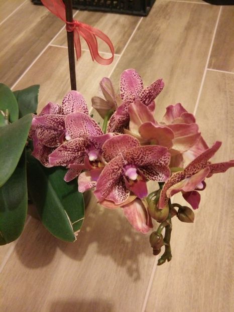 25 oct 2017 - florile mele dragi