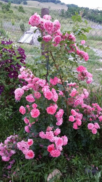 Rosarium Uertesen - Trandafiri 2017