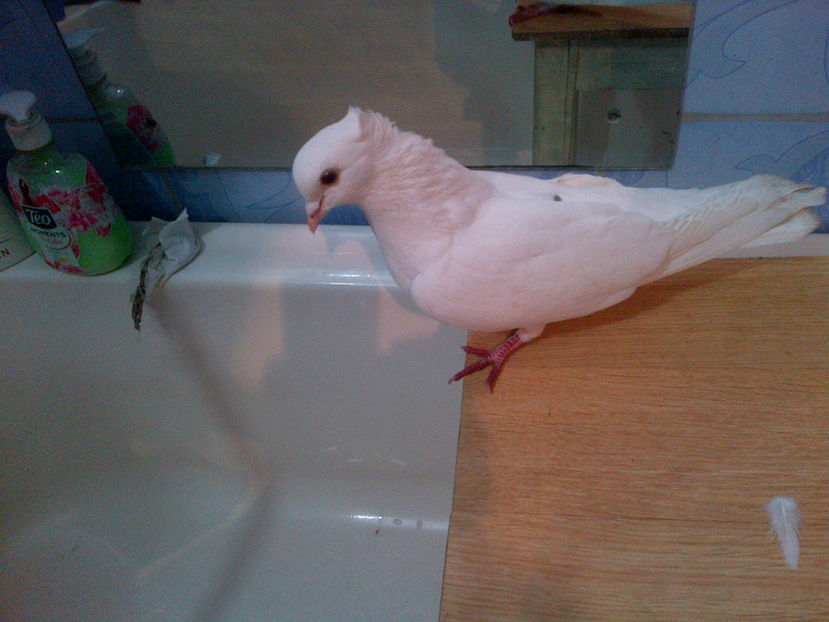 IMG-20160107-00884 - alba zb de beolgrad