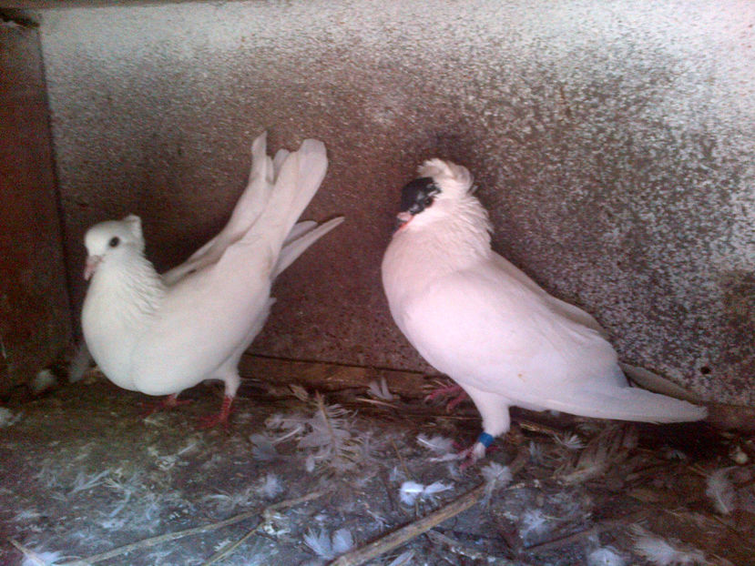 IMG-20150822-00798 - alba zb de beolgrad