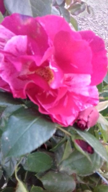 20171016_182820_Richtone(HDR) - TRANDAFIRI 2017