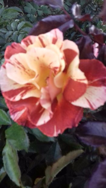 Summer Lodge - TRANDAFIRI 2017