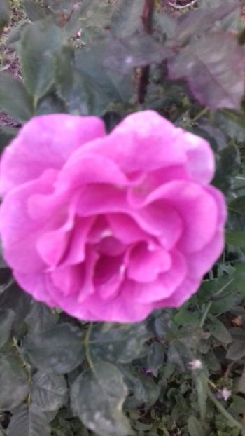 20171016_183117_Richtone(HDR) - TRANDAFIRI 2017