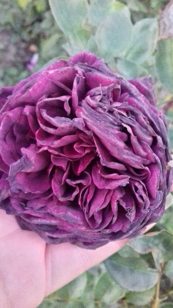 The Prince - TRANDAFIRI 2017