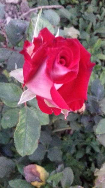 20171016_183621_Richtone(HDR) - TRANDAFIRI 2017