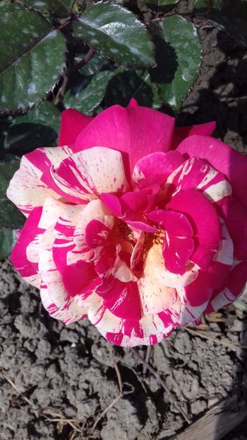 Broceliande - TRANDAFIRI 2017