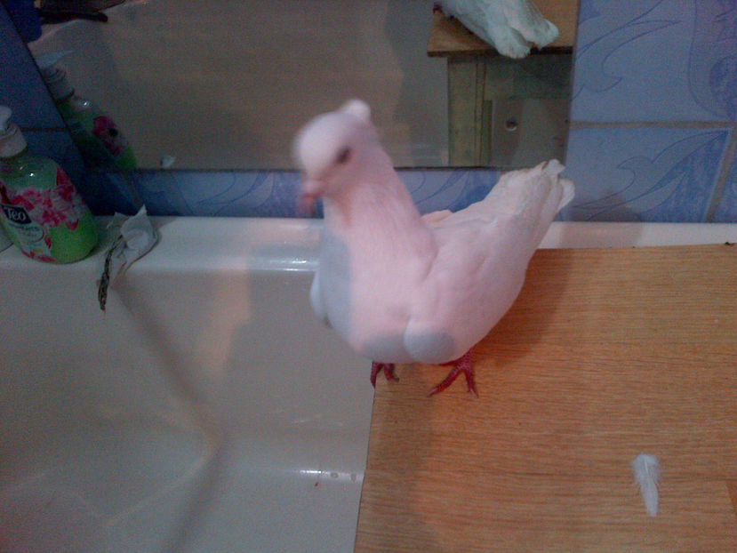 IMG-20160107-00883 - alba zb de beolgrad