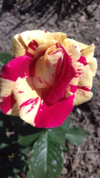 Vanille Fraise - TRANDAFIRI 2017