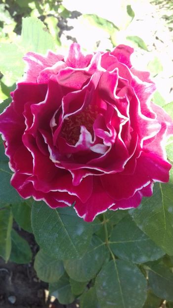 Baron Girod - TRANDAFIRI 2017