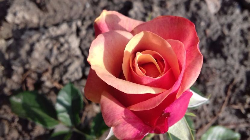 Chery Brandy - TRANDAFIRI 2017