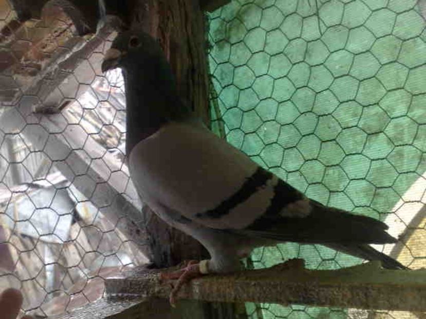  - A-2 Masculi matca pentru 2020- Baltati-Aarden Vineti-Fabry