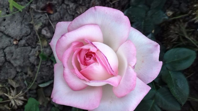 20170626_203415_Richtone(HDR) - TRANDAFIRI 2017