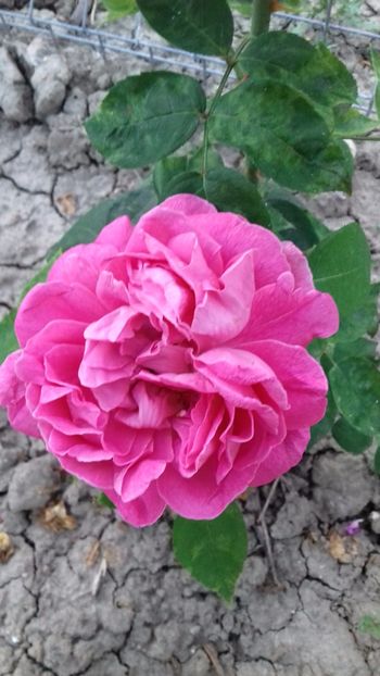 20170626_204757_Richtone(HDR) - TRANDAFIRI 2017