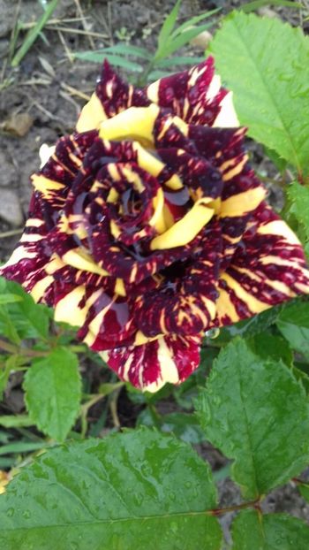 IMG-20170618-WA0007 - TRANDAFIRI 2017