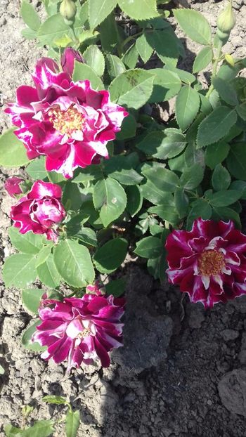 IMG-20170618-WA0025 - TRANDAFIRI 2017