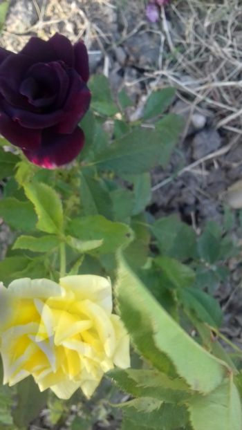 20170929_165618_Richtone(HDR) - TRANDAFIRI 2017