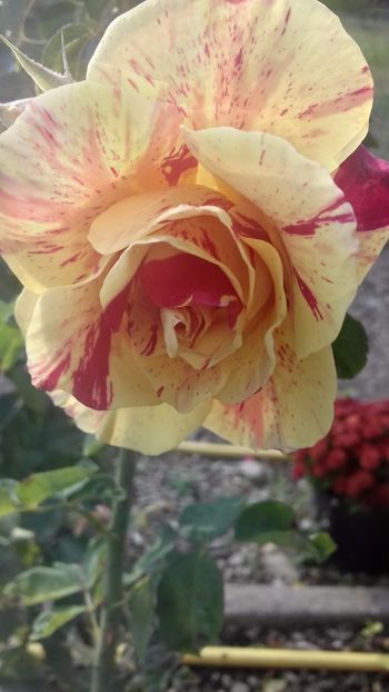 20171025_143742_Richtone(HDR) - TRANDAFIRI 2017