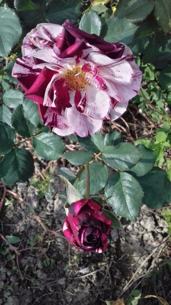 20171022_143405_Richtone(HDR) - TRANDAFIRI 2017