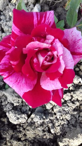 Julio Iglesias - TRANDAFIRI 2017