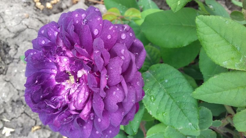 Cardinal de Richelieu - TRANDAFIRI 2017