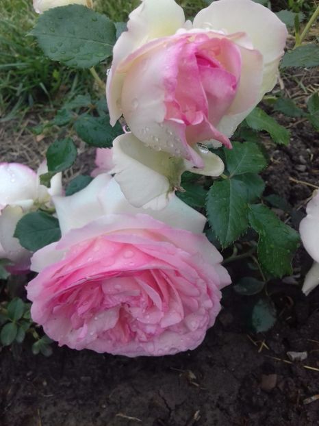 Eden rose - TRANDAFIRI 2017