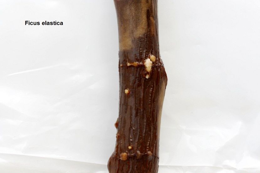 19.10.17 - 06 Ficus- inradacinare