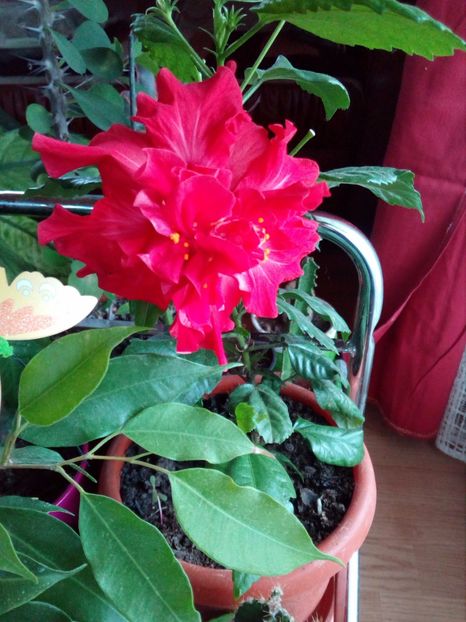 trandafirul chinezesc - florile mele de camera in toamna lui 2017