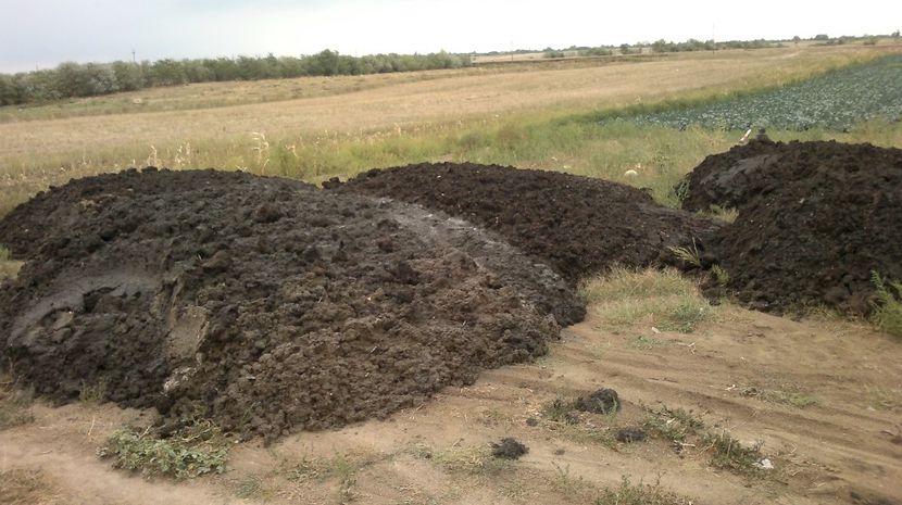  - legumicultura --ocupatia mea