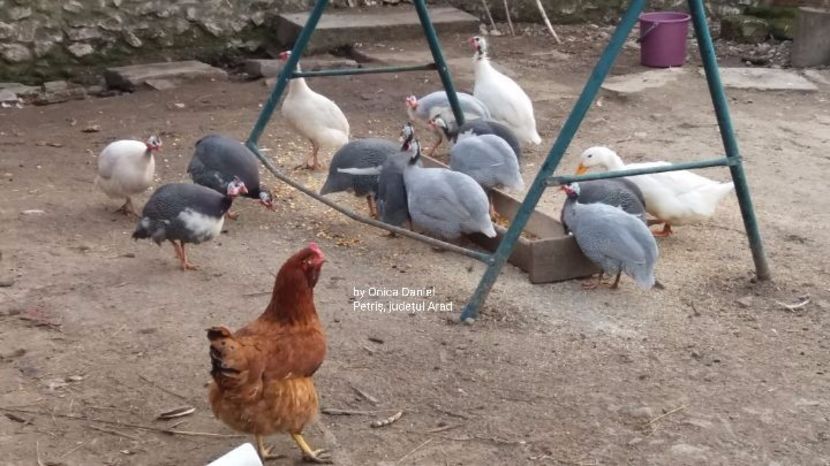 Primavara 2017 - Bibilici colorate