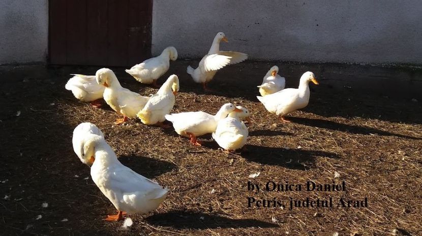  - Raţe Pekin