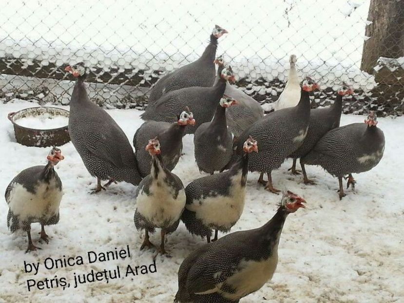 2015 - Bibilici colorate