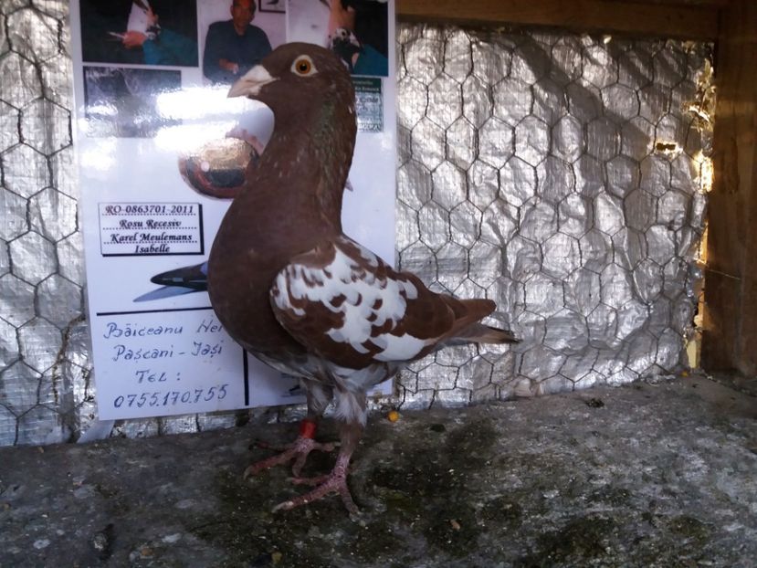 F 2016-70 LEI - Meulemans de vanzare