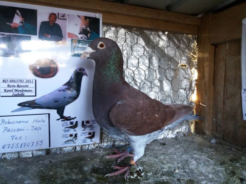 M 2015-100 LEI - Meulemans de vanzare