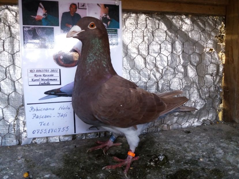 M 2016-100 LEI - Meulemans de vanzare