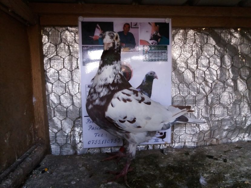  - Meulemans de vanzare
