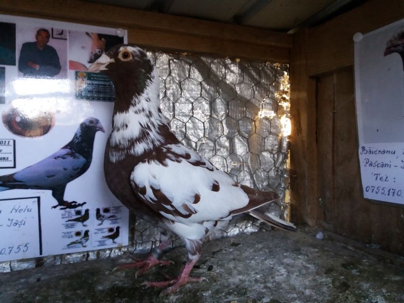  - Meulemans de vanzare