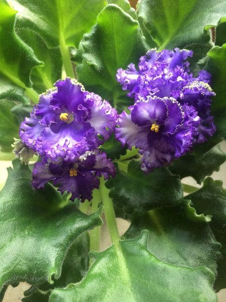 26.10.2017 - X-Balerina-s Cuilerils