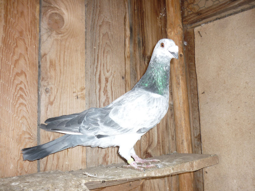 P1170367 - Tineret 2017